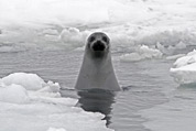 Mystery seals of the Bering Sea