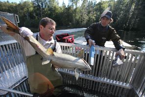 Kent Mayer of the Washington Department of Fish and Wildlife lifts an adult chinook captured in a temporary weir set up across the Elwha so scientists can sample and tag fish before returning them to the river. Elwha chinook once reached enormous size, growing to 100 pounds. 