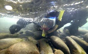 Dam removal on the Elwha is a second chance for the entire watershed, reconnecting the mountains, the valley, the river and the sea to function together as an ecosystem. Today, in snorkel surveys of the river scientists find only resident fish such as rainbow trout above Elwha Dam.  