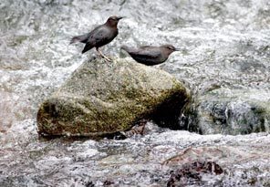 A pair of nesting dippers pause very briefly while fishing underwater in an Elwha River tributary.