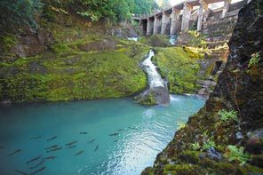 Every year, chinook salmon still come back to the pool below Elwha Dam, where they have been blocked from continuing their journey to spawning grounds upstream since construction began on the dam in 1910. Contractors are taking down Elwha and Glines Canyon dams in the largest dam-removal project ever. 