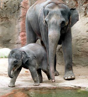 Hansa, who in 2000 became the only elephant born at Seattle's Woodland Park Zoo, plays with her mom, Chai, in October 2001. Hansa died at 6½ years old, the victim of a virus that had been killing young elephants at U.S. zoos. 