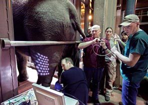 <strong>112 ARTIFICIAL-INSEMINATION ATTEMPTS:</strong> Dr. Dennis Schmitt, center, visiting from Springfield, Mo., watches on a monitor as he guides a tube inside the reproductive tract of Chai as his assistant Cody Dalton injects sperm from a donor elephant last year. Elephant keeper Peter McLane is at left. A total of 112 artificial-insemination attempts have been made to impregnate Chai, now 33. 