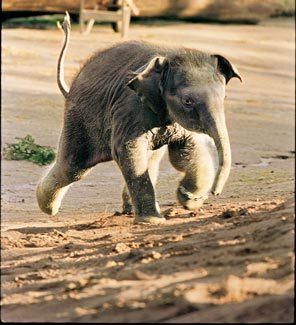 <strong>JOY AND TEARS:</strong> Hansa, the only elephant born at Woodland Park Zoo, frolics in this 2001 photo. Mourners left stuffed animals and flowers when Hansa died six years later. 