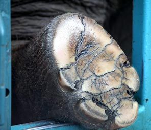 <strong>DAILY RITUAL:</strong> Elephants get their feet cleaned daily at Woodland Park Zoo. Foot problems exacerbated by standing on hard surfaces are a common ailment of zoo elephants. 