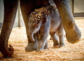 A newborn female Asian elephant calf is with her mother, Rose-Tu, after she was born Friday at the Oregon Zoo in Portland. She is the legal property of a private company, Have Trunk Will Travel, of Perris, Calif., which assumes ownership of the newborn within a month.
