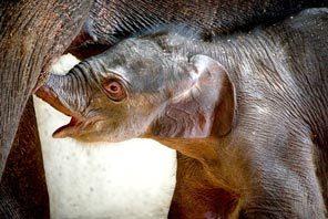 A newborn female Asian elephant calf is seen Friday in the elephant maternity ward with her mother, Rose-Tu, at the Oregon Zoo in Portland. 