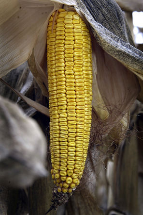 An ear of genetically modified Bt-corn, designed to resist corn borers without insecticide spraying, awaits harvest in Illinois. 