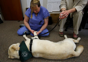 Deb Hollis, a medical investigator with the Snohomish County Medical Examiner's Office, spends time petting Paddy, a yellow Lab therapy dog at the Everett facility Wednesday. 