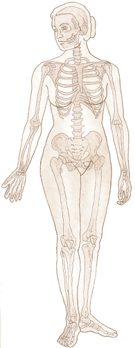 Osteoporosis illustration