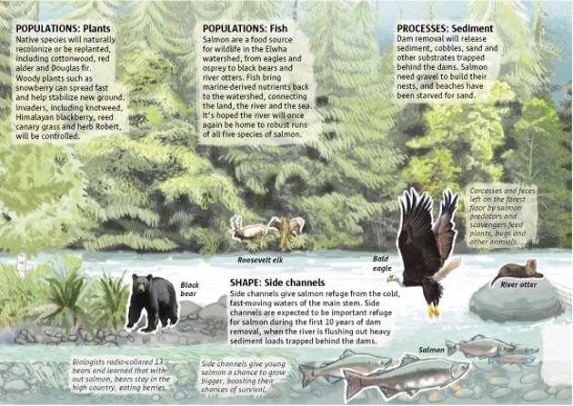 The Elwha River: vision of a restored ecosystem