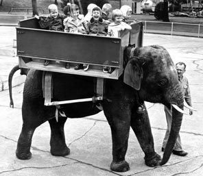 <strong>HITCHING A RIDE:</strong> Children enjoy the first ride of the elephant-ride concession, which opened in 1956 at Woodland Park Zoo. Concessionaire Morgan Berry leads Thonglaw, a male Indian elephant. The rides cost 25 cents each. <strong>HITCHING A RIDE:</strong> Children enjoy the first ride of the elephant-ride concession, which opened in 1956 at Woodland Park Zoo. Concessionaire Morgan Berry leads Thonglaw, a male Indian elephant. The rides cost 25 cents each.